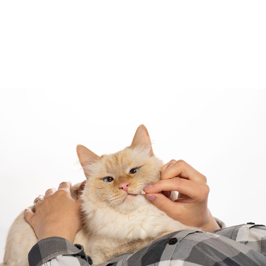 vitamin kucing vitamin kucing