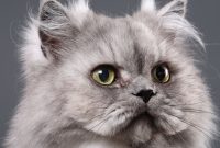 cara agar bulu kucing tidak rontok cara agar bulu kucing tidak rontok