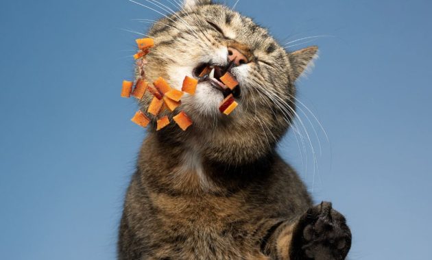 makanan kucing untuk bulu dan gemuk