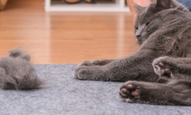 obat alami bulu kucing rontok