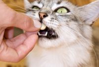 vitamin penggemuk kucing vitamin penggemuk kucing