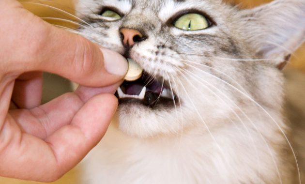 vitamin penggemuk kucing