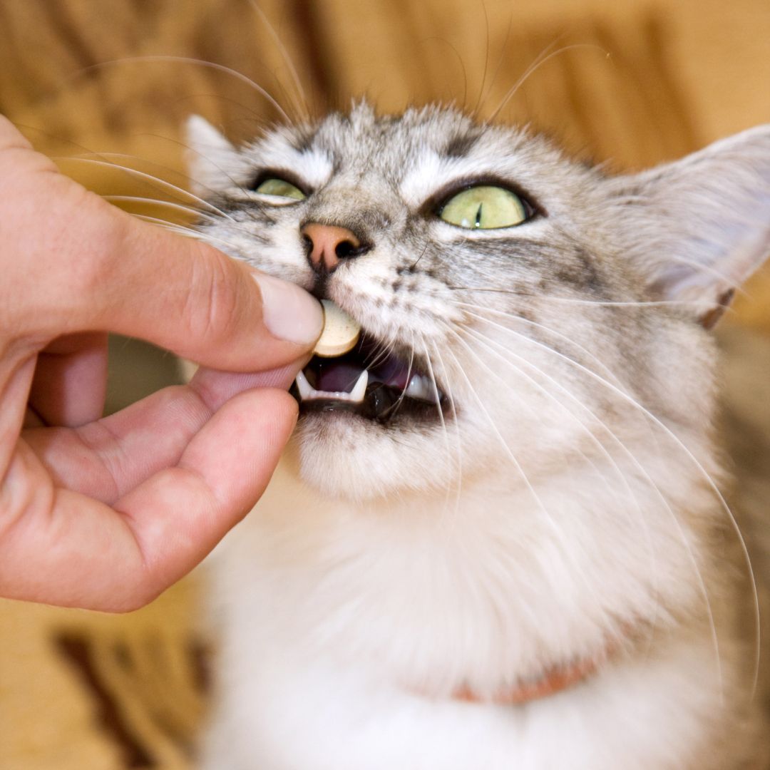 vitamin penggemuk kucing vitamin penggemuk kucing