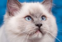 kucing bulu lebat kucing bulu lebat