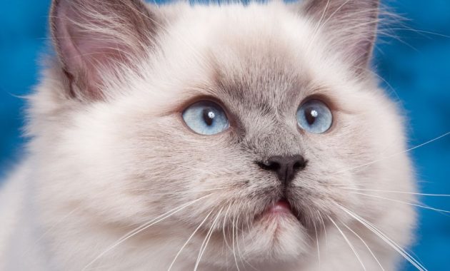kucing bulu lebat