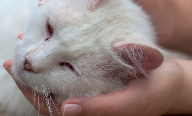 vitamin penambah nafsu makan kucing