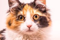 vitamin penambah nafsu makan kucing vitamin penambah nafsu makan kucing