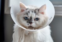 vitamin untuk kucing sakit vitamin untuk kucing sakit