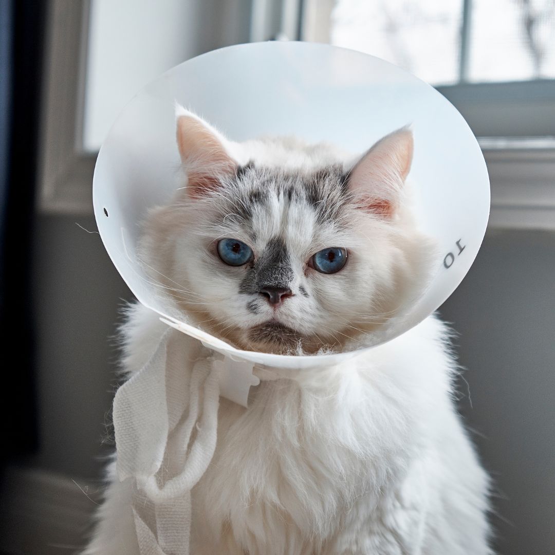 vitamin untuk kucing sakit vitamin untuk kucing sakit