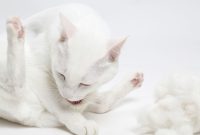 bulu kucing rontok bulu kucing rontok