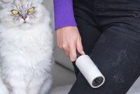 Apakah Normal Jika Bulu Kucing Rontok ? Simak Penjelasannya! bulu kucing rontok