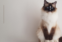 Cara merawat bulu kucing