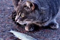 makanan kucing murah makanan kucing murah