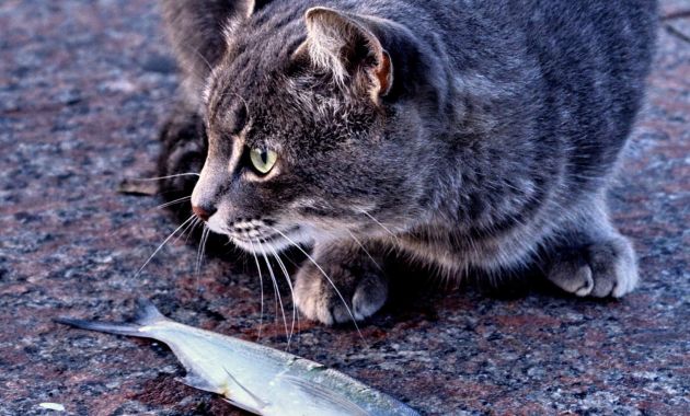 makanan kucing murah makanan kucing murah