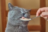 makanan kucing basah makanan kucing basah