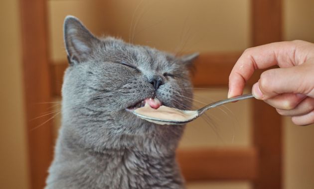 makanan kucing basah makanan kucing basah