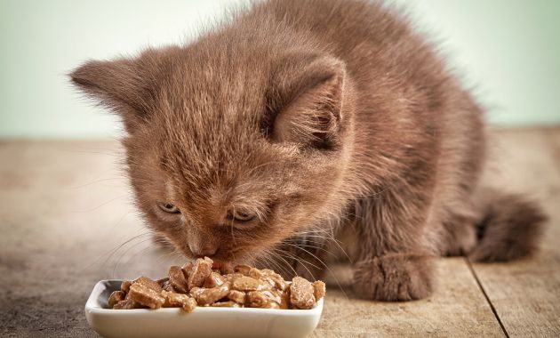 makanan kucing kitten