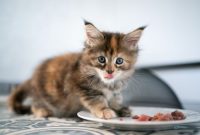 makanan kucing kitten makanan kucing kitten