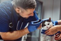 vitamin kucing sakit vitamin kucing sakit