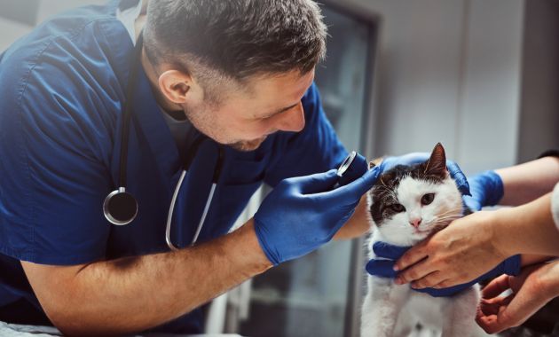 vitamin kucing sakit vitamin kucing sakit