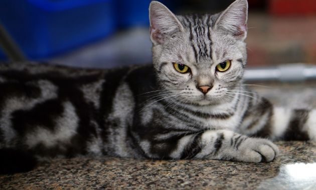 american shorthair