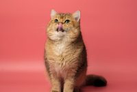 kucing bulu pendek kucing bulu pendek