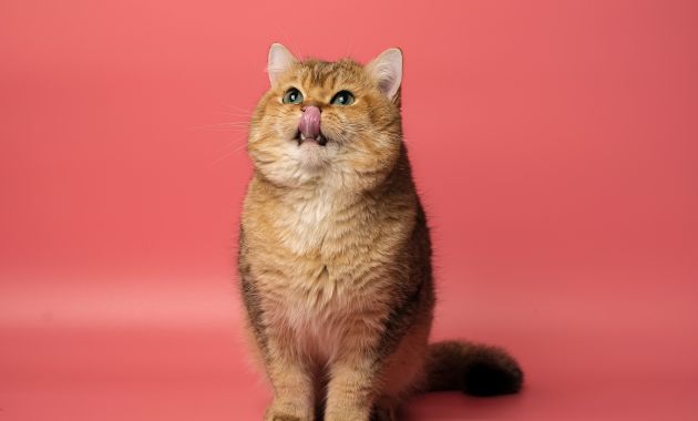 kucing bulu pendek