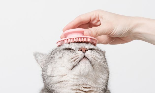 sisir kucing