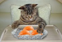 tempat makan kucing tempat makan kucing