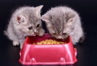 makanan anak kucing umur 1 bulan makanan anak kucing umur 1 bulan