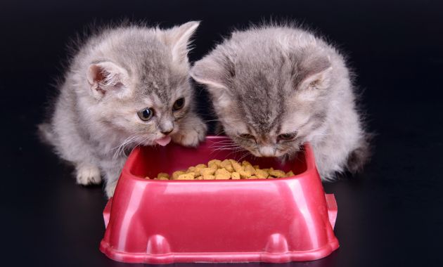 makanan anak kucing umur 1 bulan