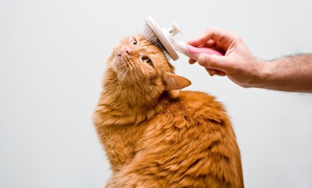 bulu kucing rontok