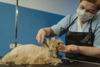 bulu kucing rontok bulu kucing rontok