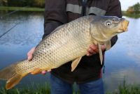 ikan mas babon umpan ikan mas