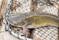 umpan ikan patin