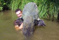 umpan ikan patin