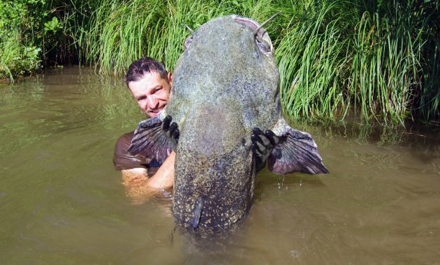 umpan ikan patin