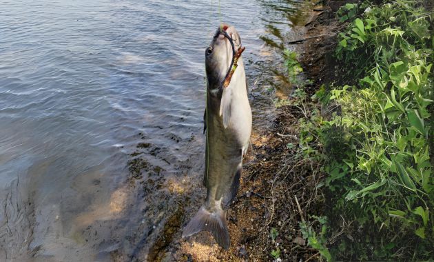 umpan ikan patin