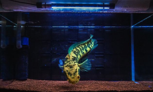 ikan toman hijau