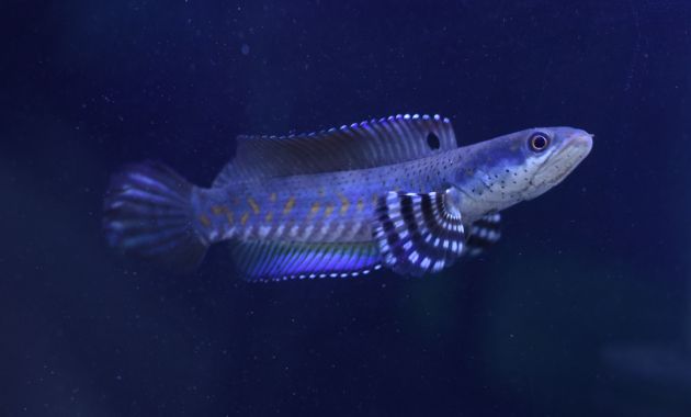 ikan toman hias