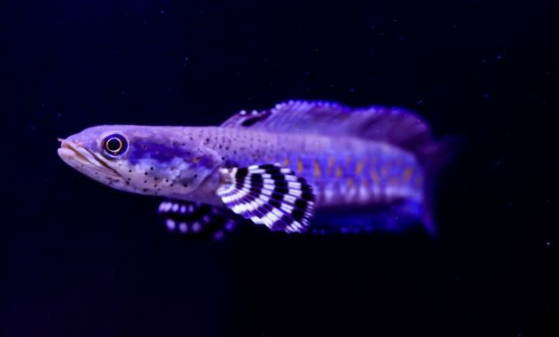 ikan toman hias
