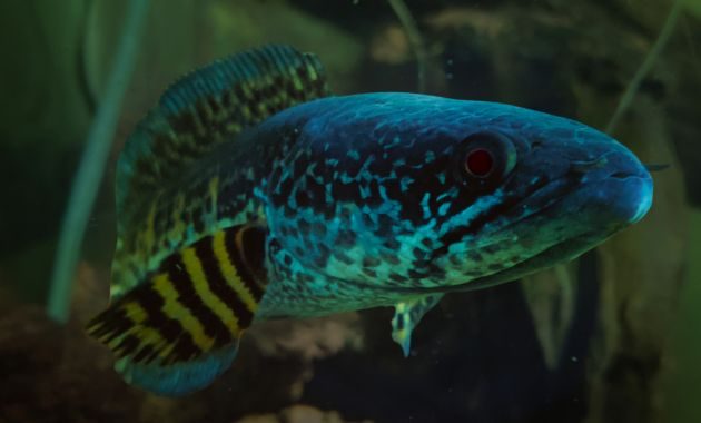 ikan toman hias