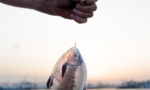 umpan ikan bawal