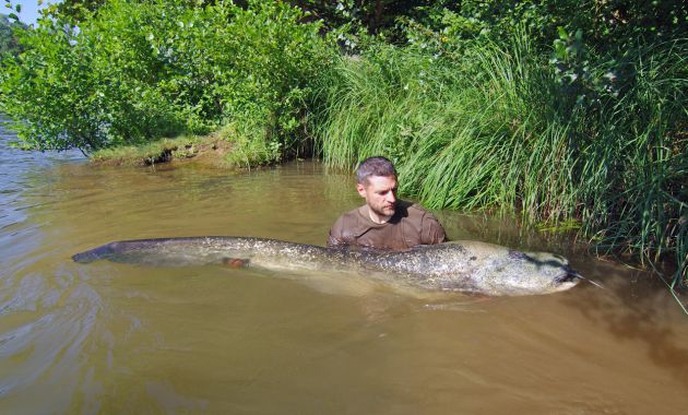 umpan ikan lele