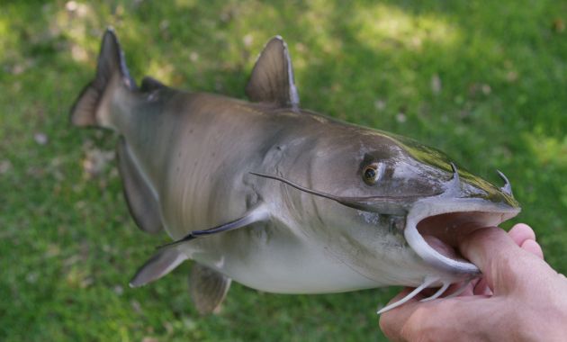 umpan ikan lele
