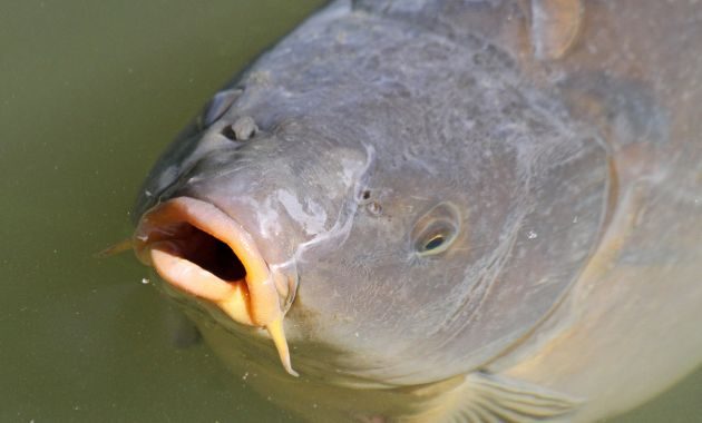 gambar ikan mas