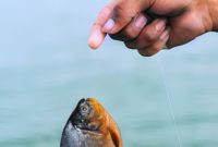 umpan ikan bawal