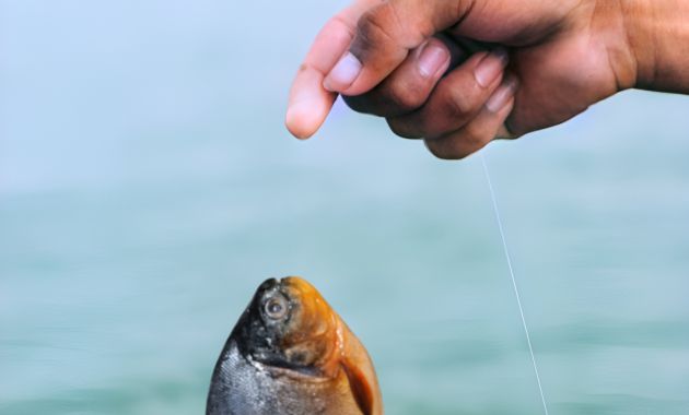 umpan ikan bawal