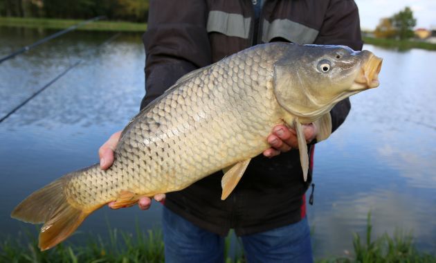 umpan pelet ikan mas