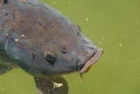 umpan pelet ikan mas